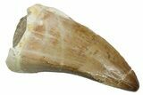 Fossil Mosasaur (Mosasaurus) Tooth - Morocco #353194-1